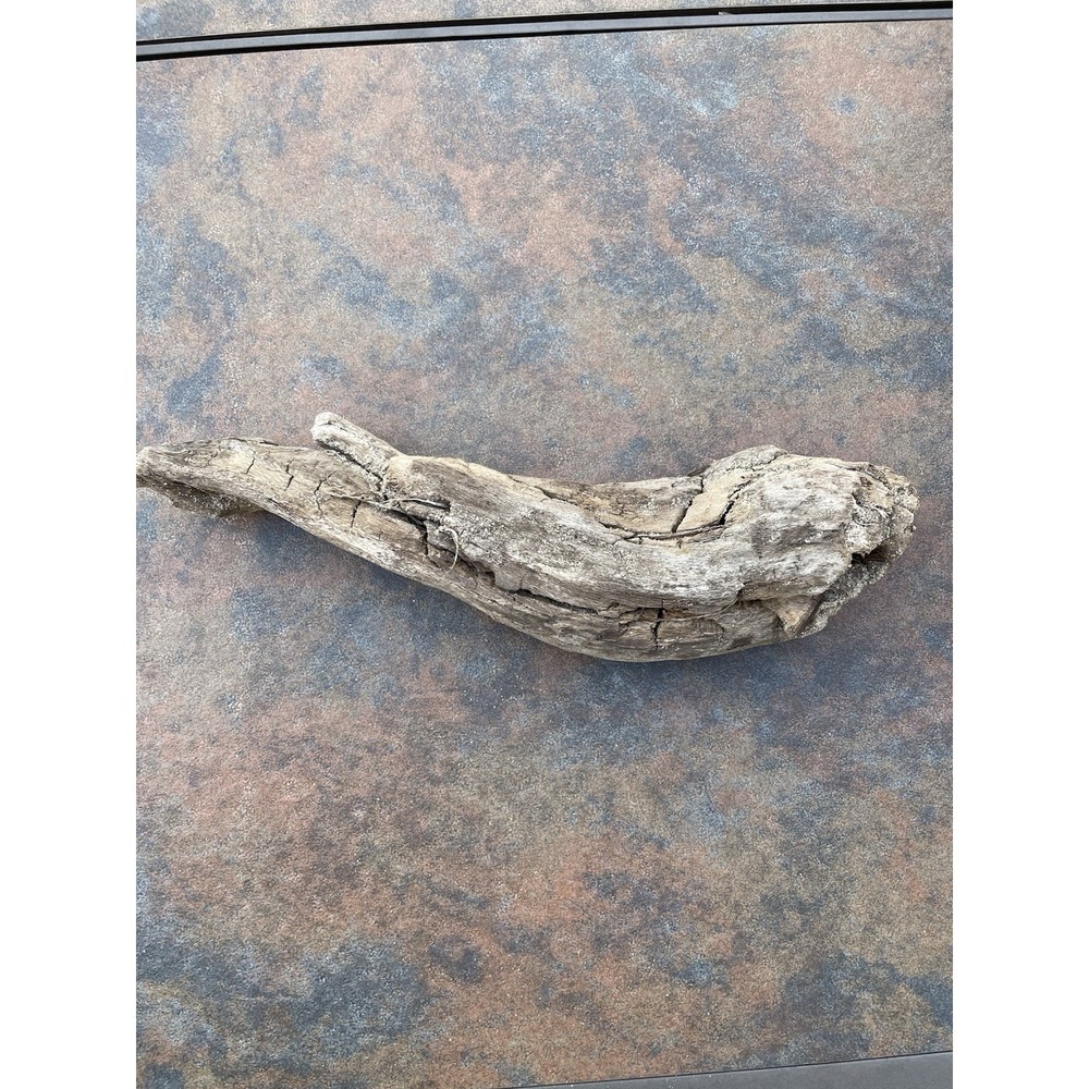 Natural Driftwood for Plants Terrarium Taxidermy Art‎ Projects